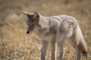 Coyote