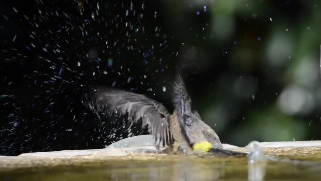 HD video of one female Yellow-rumped Warbler perched on a bird bath bathing in the water.