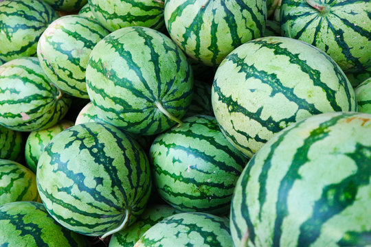 the freshly picked watermelon is still fresh and healthy