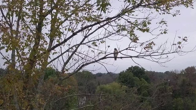 hawk perched on tree branch