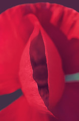 Red poppy flower closeup 