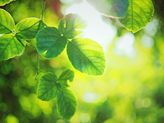 Fototapeta na wymiar sunlight with green leaves in the nature