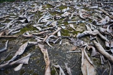 Dried leaves, soft focus Dry leaves background, Dry leaves on cement floor
