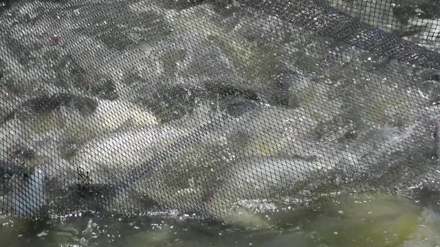 High definition of a bountiful catch of milkfish in Asia