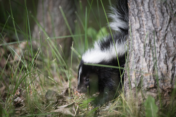 Skunk