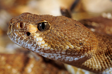 Fototapeta premium Rote Diamant-Klapperschlange (Crotalus ruber) - red diamond rattlesnake