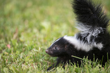 Skunk