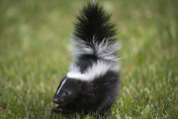 Skunk