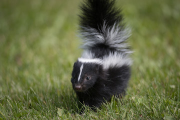 Skunk