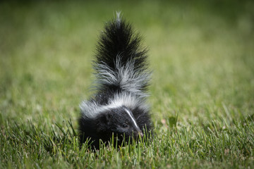 Skunk