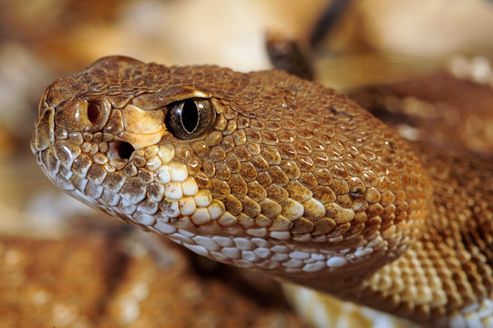 Rote Diamant-Klapperschlange (Crotalus ruber) - red diamond rattlesnake