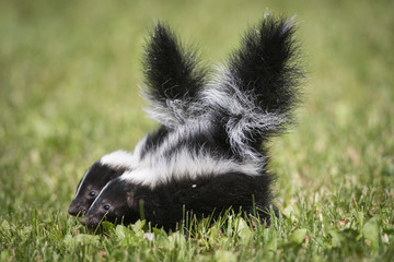 Skunk