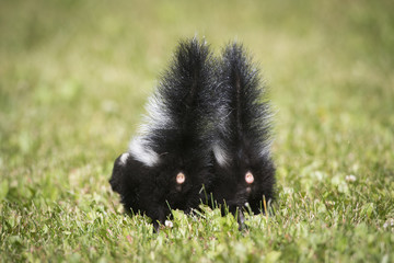 Skunk