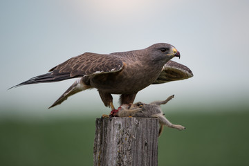 Swainson's Hawk