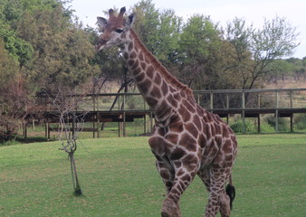 Giraffe