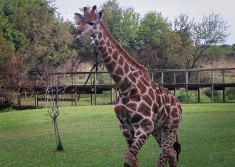 Giraffe