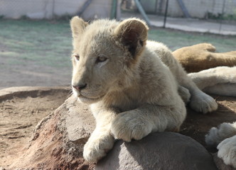 African baby white lion