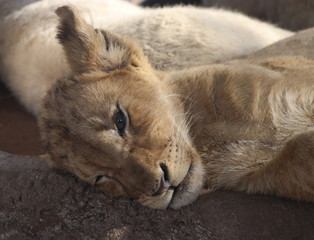 African baby  lion