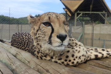 One eyed Cheetah