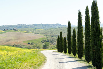 Green Cyprus trees lining a dirt road in the Tuscan countryside of Chianti, Tuscany, Italy