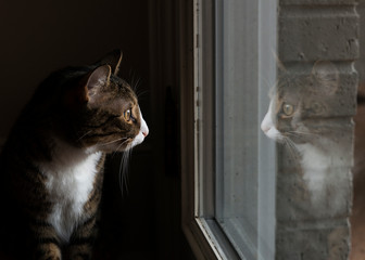 Plakat Feline