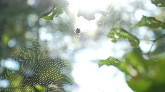 Spider sitting at the center of his web under the sunlight. Green background