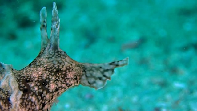 Sea Hare side shot using chemoreceptors to locate food or mate,