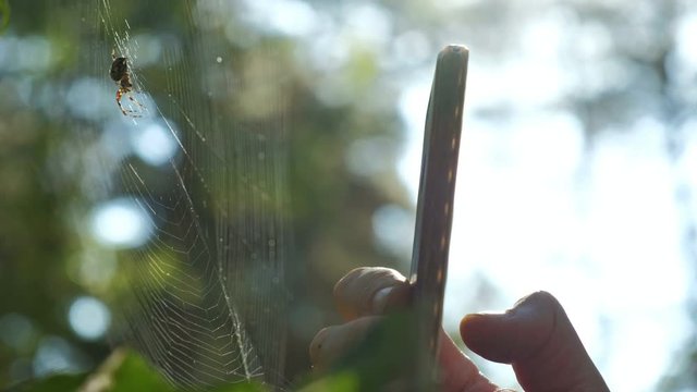Spider sitting at the center of his web under the sunlight. Forest background.