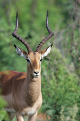 Naklejka na ściany i meble Impala in Pilanesberg National Park South Africa