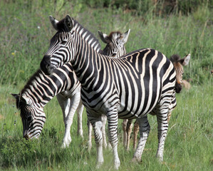 Fototapeta na wymiar Zebra grazing in South Africa