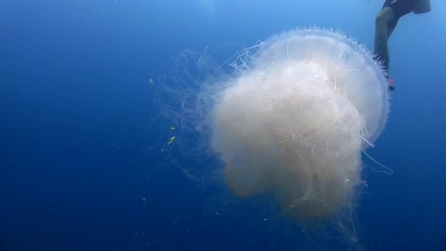Jellyfish swimming mid water in ocean with scuba diver in background.