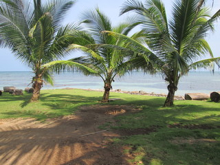 Fototapeta na wymiar Nicaragua Corn Island Coast Three Palms
