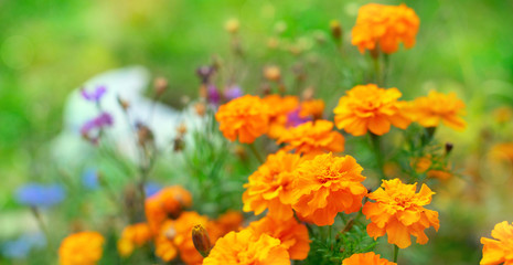 Banner Autumn orange flowers on the ground tagetis bloom in a row Years natural plant Selective focus blurred background