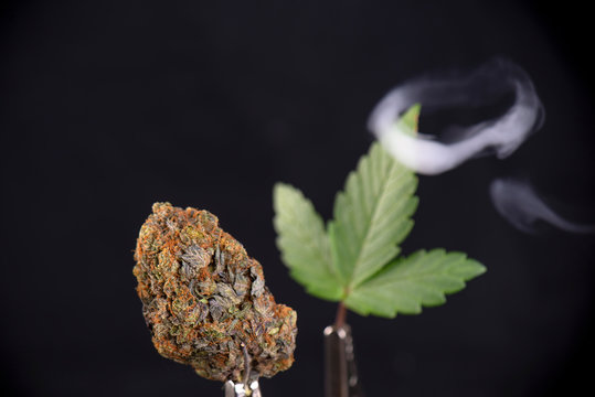 Cannabis nug and leaf isolated over black