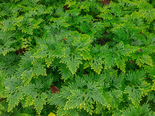 Abstract background Spike Moss.