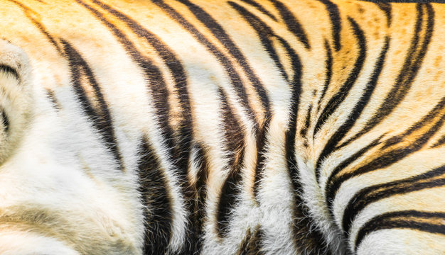 Animal skin texture of a tiger