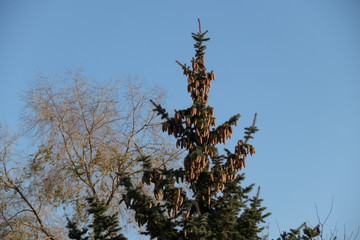 Ель