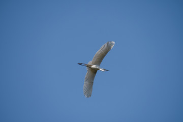 Great egret in the sky