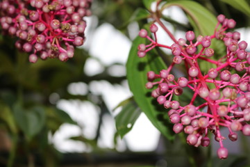 flowers in garden