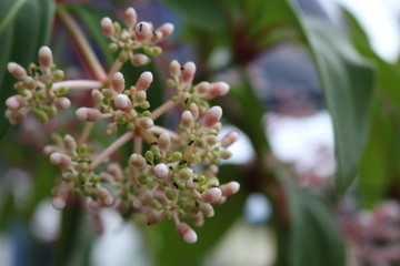Ant on Flower