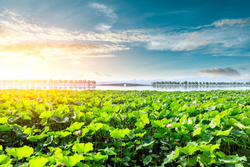 Hangzhou West Lake beautiful scenery in summer