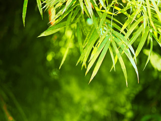 fresh of green bamboo leaves in the nature