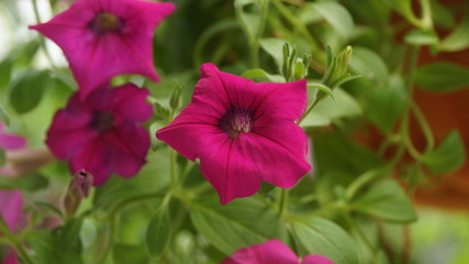 Pink Hibiscus Flower in the garden