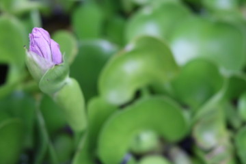 flower in the garden