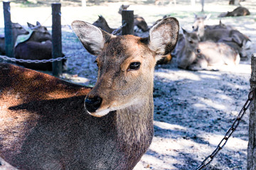 Portrait of a deer in Nara park.