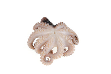 cooked octopus isolated on the white background