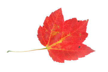 red autumn maple leaf isolated on white background