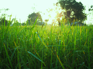 Obraz premium fresh green rice in the field in the morning