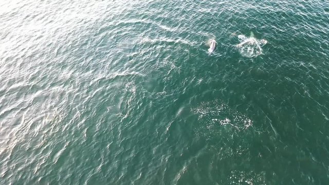 A bunch of dolphins filmed with a drone near the beach of Belmar.