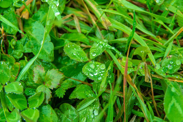 小雨降る平たいてっぺん